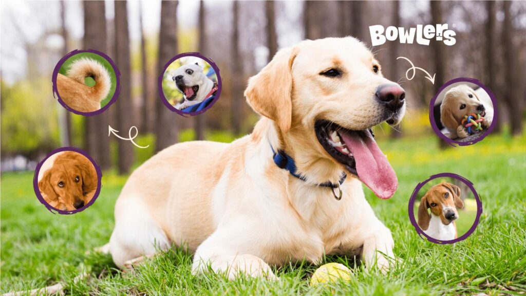 Understanding Dog Body Language and Communication