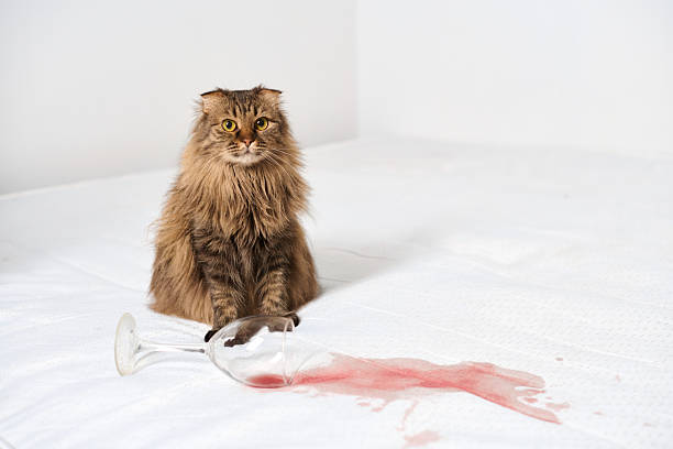 Pet Urine Removal in Fairfax