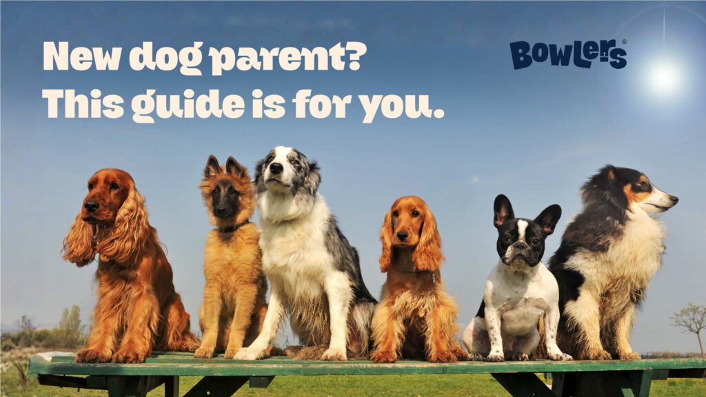 Popular Dog Breeds and Their Unique Characteristics