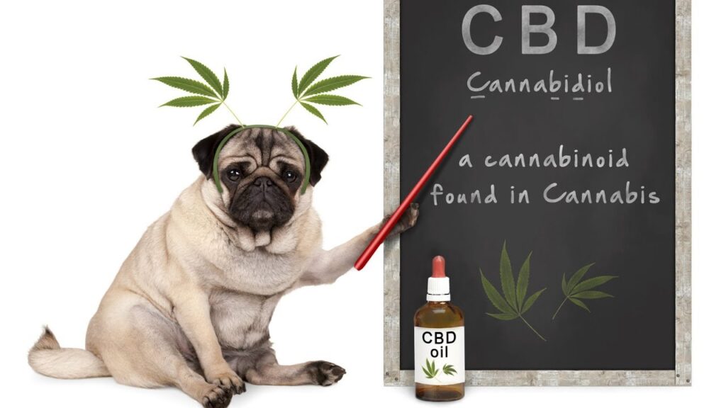 CBD products for dogs in Michigan